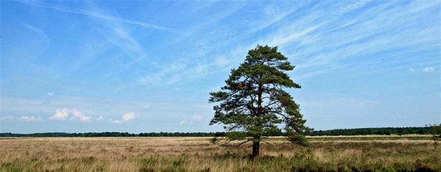 Wapserveld 25-06-15