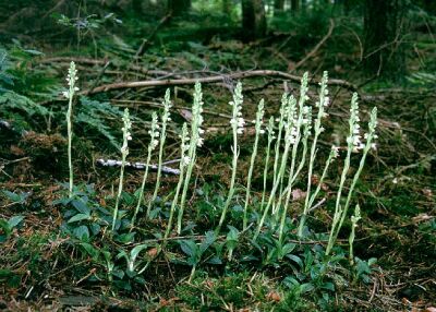 In de naaldbossen van de boswachterijen Smilde en Appelscha komen enkele typische naaldbossoorten voor zoals de zeer zeldzame Dennenorchis, het Klein wintergroen, het Linnaeusklokje en de Stekende wolfsklauw.