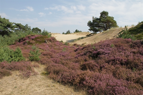 © A.A. Henckel - 2014-09-04 Drents Friese Wold 031