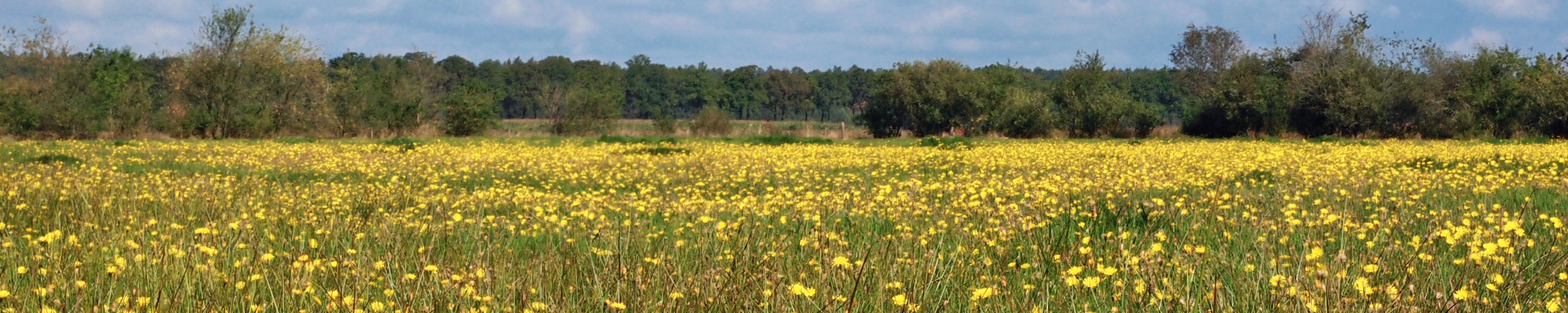 drfr-wold-carrousel-gelebloemen