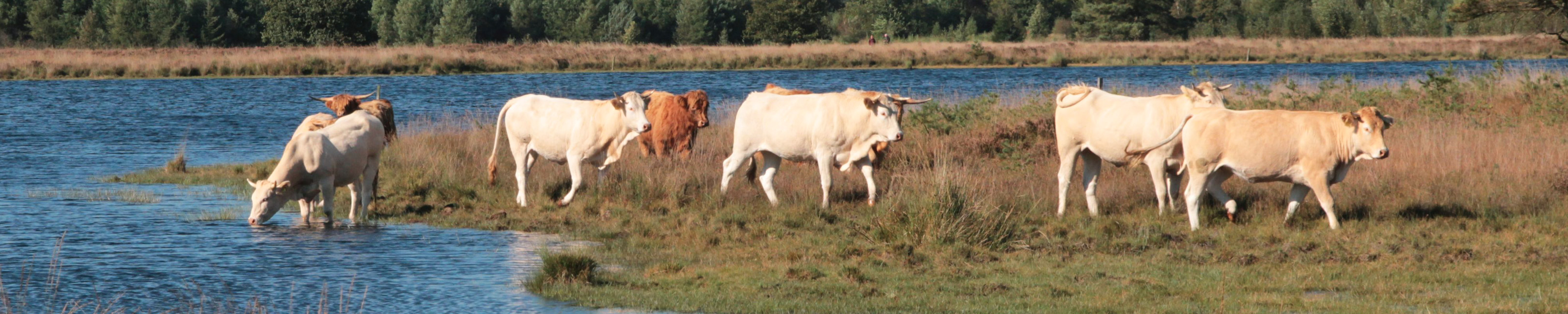 drfr-wold-carrousel-koeien