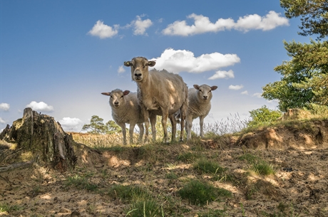 ©Uberprutser - Schapen op het Aekingerzand