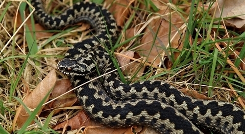 Adder Lhee 12-4-07 (1)