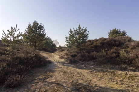 © Sietze Kraak - Grenspoel_Drents-Friese_wold