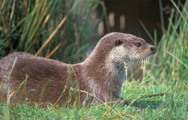 otter